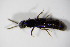  ( - GBOL_Col_FK_0417)  @13 [ ] CreativeCommons - Attribution Non-Commercial Share-Alike (2015) Unspecified SNSB, Zoologische Staatssammlung Muenchen