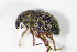  ( - GBOL_Col_FK_0419)  @12 [ ] CreativeCommons - Attribution Non-Commercial Share-Alike (2015) Unspecified SNSB, Zoologische Staatssammlung Muenchen