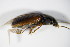  ( - GBOL_Col_FK_0432)  @11 [ ] CreativeCommons - Attribution Non-Commercial Share-Alike (2015) Unspecified SNSB, Zoologische Staatssammlung Muenchen