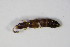  ( - GBOL_Col_FK_0437)  @12 [ ] CreativeCommons - Attribution Non-Commercial Share-Alike (2015) Unspecified SNSB, Zoologische Staatssammlung Muenchen