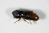  ( - GBOL_Col_FK_0441)  @12 [ ] CreativeCommons - Attribution Non-Commercial Share-Alike (2015) Unspecified SNSB, Zoologische Staatssammlung Muenchen