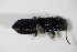  ( - GBOL_Col_FK_0489)  @12 [ ] CreativeCommons - Attribution Non-Commercial Share-Alike (2015) Unspecified SNSB, Zoologische Staatssammlung Muenchen