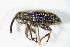  (Dorytomus dejeani - GBOL_Col_FK_0502)  @13 [ ] CreativeCommons - Attribution Non-Commercial Share-Alike (2015) Unspecified SNSB, Zoologische Staatssammlung Muenchen