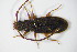  ( - GBOL_Col_FK_0506)  @13 [ ] CreativeCommons - Attribution Non-Commercial Share-Alike (2015) Unspecified SNSB, Zoologische Staatssammlung Muenchen