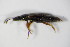  ( - GBOL_Col_FK_0511)  @12 [ ] CreativeCommons - Attribution Non-Commercial Share-Alike (2015) Unspecified SNSB, Zoologische Staatssammlung Muenchen