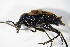  ( - GBOL_Col_FK_0546)  @13 [ ] CreativeCommons - Attribution Non-Commercial Share-Alike (2015) Unspecified SNSB, Zoologische Staatssammlung Muenchen