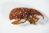  ( - GBOL_Col_FK_0557)  @13 [ ] CreativeCommons - Attribution Non-Commercial Share-Alike (2015) Unspecified SNSB, Zoologische Staatssammlung Muenchen