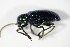  ( - GBOL_Col_FK_0569)  @13 [ ] CreativeCommons - Attribution Non-Commercial Share-Alike (2015) Unspecified SNSB, Zoologische Staatssammlung Muenchen
