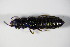  ( - GBOL_Col_FK_0570)  @13 [ ] CreativeCommons - Attribution Non-Commercial Share-Alike (2015) Unspecified SNSB, Zoologische Staatssammlung Muenchen