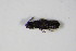  ( - GBOL_Col_FK_0584)  @12 [ ] CreativeCommons - Attribution Non-Commercial Share-Alike (2015) Unspecified SNSB, Zoologische Staatssammlung Muenchen