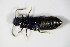  ( - GBOL_Col_FK_0591)  @12 [ ] CreativeCommons - Attribution Non-Commercial Share-Alike (2015) Unspecified SNSB, Zoologische Staatssammlung Muenchen