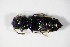  ( - GBOL_Col_FK_0617)  @13 [ ] CreativeCommons - Attribution Non-Commercial Share-Alike (2015) Unspecified SNSB, Zoologische Staatssammlung Muenchen