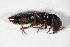  ( - GBOL_Col_FK_0654)  @12 [ ] CreativeCommons - Attribution Non-Commercial Share-Alike (2015) Unspecified SNSB, Zoologische Staatssammlung Muenchen