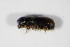  ( - GBOL_Col_FK_0659)  @12 [ ] CreativeCommons - Attribution Non-Commercial Share-Alike (2015) Unspecified SNSB, Zoologische Staatssammlung Muenchen
