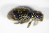  ( - GBOL_Col_FK_1545)  @12 [ ] CreativeCommons - Attribution Non-Commercial Share-Alike (2015) Unspecified SNSB, Zoologische Staatssammlung Muenchen