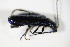  ( - GBOL_Col_FK_1557)  @13 [ ] CreativeCommons - Attribution Non-Commercial Share-Alike (2015) Unspecified SNSB, Zoologische Staatssammlung Muenchen