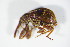  ( - GBOL_Col_FK_1588)  @12 [ ] CreativeCommons - Attribution Non-Commercial Share-Alike (2015) Unspecified SNSB, Zoologische Staatssammlung Muenchen