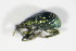  ( - GBOL_Col_FK_1601)  @12 [ ] CreativeCommons - Attribution Non-Commercial Share-Alike (2015) Unspecified SNSB, Zoologische Staatssammlung Muenchen