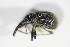  ( - GBOL_Col_FK_1639)  @13 [ ] CreativeCommons - Attribution Non-Commercial Share-Alike (2015) Unspecified SNSB, Zoologische Staatssammlung Muenchen