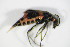  ( - GBOL_Col_FK_1664)  @12 [ ] CreativeCommons - Attribution Non-Commercial Share-Alike (2015) Unspecified SNSB, Zoologische Staatssammlung Muenchen