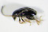  ( - GBOL_Col_FK_1700)  @13 [ ] CreativeCommons - Attribution Non-Commercial Share-Alike (2015) Unspecified SNSB, Zoologische Staatssammlung Muenchen