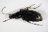  ( - GBOL_Col_FK_1717)  @11 [ ] CreativeCommons - Attribution Non-Commercial Share-Alike (2015) Unspecified SNSB, Zoologische Staatssammlung Muenchen