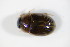  ( - GBOL_Col_FK_1763)  @13 [ ] CreativeCommons - Attribution Non-Commercial Share-Alike (2015) Unspecified SNSB, Zoologische Staatssammlung Muenchen