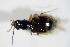  ( - GBOL_Col_FK_1764)  @12 [ ] CreativeCommons - Attribution Non-Commercial Share-Alike (2015) Unspecified SNSB, Zoologische Staatssammlung Muenchen