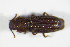  ( - GBOL_Col_FK_1769)  @11 [ ] CreativeCommons - Attribution Non-Commercial Share-Alike (2015) Unspecified SNSB, Zoologische Staatssammlung Muenchen