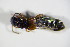  ( - GBOL_Col_FK_1774)  @11 [ ] CreativeCommons - Attribution Non-Commercial Share-Alike (2015) Unspecified SNSB, Zoologische Staatssammlung Muenchen