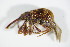  ( - GBOL_Col_FK_1775)  @11 [ ] CreativeCommons - Attribution Non-Commercial Share-Alike (2015) Unspecified SNSB, Zoologische Staatssammlung Muenchen
