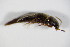  ( - GBOL_Col_FK_1817)  @12 [ ] CreativeCommons - Attribution Non-Commercial Share-Alike (2015) Unspecified SNSB, Zoologische Staatssammlung Muenchen