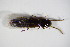  ( - GBOL_Col_FK_1836)  @11 [ ] CreativeCommons - Attribution Non-Commercial Share-Alike (2015) Unspecified SNSB, Zoologische Staatssammlung Muenchen