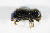  ( - GBOL_Col_FK_1851)  @13 [ ] CreativeCommons - Attribution Non-Commercial Share-Alike (2015) Unspecified SNSB, Zoologische Staatssammlung Muenchen