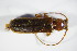  ( - GBOL_Col_FK_1880)  @12 [ ] CreativeCommons - Attribution Non-Commercial Share-Alike (2015) Unspecified SNSB, Zoologische Staatssammlung Muenchen