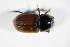  ( - GBOL_Col_FK_1881)  @11 [ ] CreativeCommons - Attribution Non-Commercial Share-Alike (2015) Unspecified SNSB, Zoologische Staatssammlung Muenchen