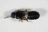  ( - GBOL_Col_FK_1897)  @12 [ ] CreativeCommons - Attribution Non-Commercial Share-Alike (2015) Unspecified SNSB, Zoologische Staatssammlung Muenchen