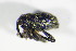  ( - GBOL_Col_FK_1918)  @13 [ ] CreativeCommons - Attribution Non-Commercial Share-Alike (2015) Unspecified SNSB, Zoologische Staatssammlung Muenchen