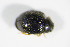  ( - GBOL_Col_FK_1935)  @12 [ ] CreativeCommons - Attribution Non-Commercial Share-Alike (2015) Unspecified SNSB, Zoologische Staatssammlung Muenchen