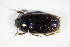  ( - GBOL_Col_FK_1942)  @11 [ ] CreativeCommons - Attribution Non-Commercial Share-Alike (2015) Unspecified SNSB, Zoologische Staatssammlung Muenchen