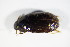  ( - GBOL_Col_FK_1943)  @11 [ ] CreativeCommons - Attribution Non-Commercial Share-Alike (2015) Unspecified SNSB, Zoologische Staatssammlung Muenchen