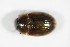  ( - GBOL_Col_FK_1955)  @12 [ ] CreativeCommons - Attribution Non-Commercial Share-Alike (2015) Unspecified SNSB, Zoologische Staatssammlung Muenchen