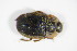  ( - GBOL_Col_FK_1978)  @12 [ ] CreativeCommons - Attribution Non-Commercial Share-Alike (2015) Unspecified SNSB, Zoologische Staatssammlung Muenchen