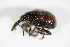  ( - GBOL_Col_FK_1982)  @12 [ ] CreativeCommons - Attribution Non-Commercial Share-Alike (2015) Unspecified SNSB, Zoologische Staatssammlung Muenchen