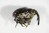  ( - GBOL_Col_FK_1989)  @13 [ ] CreativeCommons - Attribution Non-Commercial Share-Alike (2015) Unspecified SNSB, Zoologische Staatssammlung Muenchen
