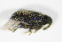  ( - GBOL_Col_FK_2007)  @12 [ ] CreativeCommons - Attribution Non-Commercial Share-Alike (2015) Unspecified SNSB, Zoologische Staatssammlung Muenchen