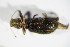  ( - GBOL_Col_FK_2045)  @12 [ ] CreativeCommons - Attribution Non-Commercial Share-Alike (2015) Unspecified SNSB, Zoologische Staatssammlung Muenchen