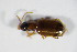  (Perigonini - GBOL_Col_FK_2052)  @13 [ ] CreativeCommons - Attribution Non-Commercial Share-Alike (2015) Unspecified SNSB, Zoologische Staatssammlung Muenchen