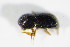  ( - GBOL_Col_FK_2057)  @11 [ ] CreativeCommons - Attribution Non-Commercial Share-Alike (2015) Unspecified SNSB, Zoologische Staatssammlung Muenchen