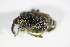  ( - GBOL_Col_FK_2089)  @12 [ ] CreativeCommons - Attribution Non-Commercial Share-Alike (2015) Unspecified SNSB, Zoologische Staatssammlung Muenchen